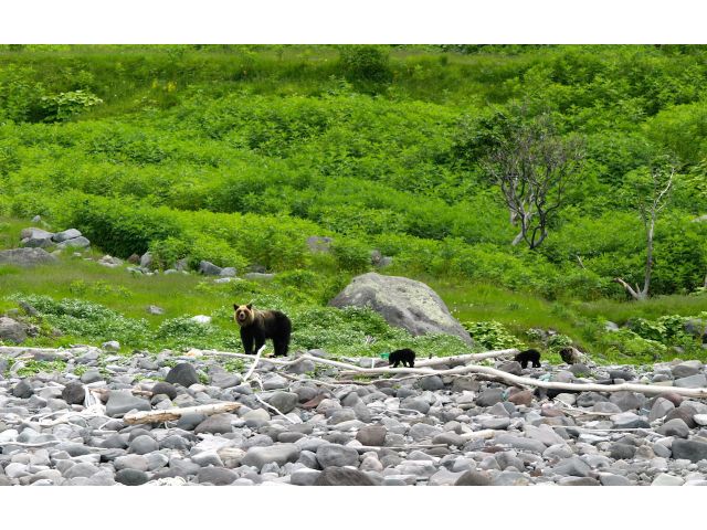 知床半島クルージング 丸は宝来水産ゴジラ岩観光 – 観光素材
