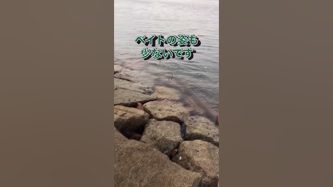 ビーチでのショアジギングでまさかの2日連続良型ヒラメ 56cmに75cmTSURINEWS