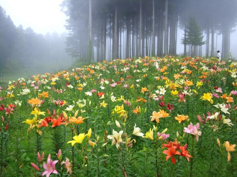 栃木県に「ハンターマウンテンゆりパーク」が開園 -50種500万輪のゆりマイナビニュース