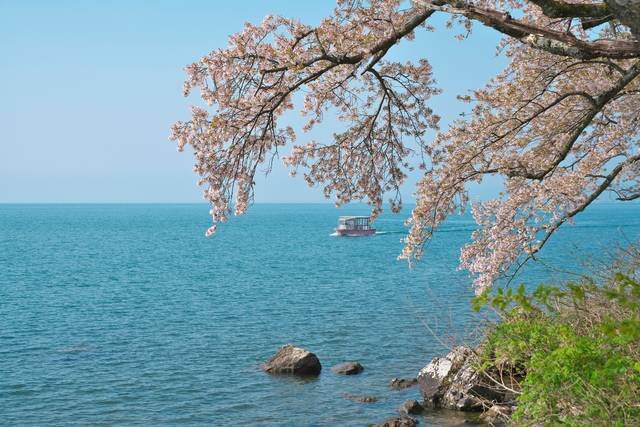 滋賀県の桜撮影スポット 海津大崎の見どころを紹介！今日も撮影日和