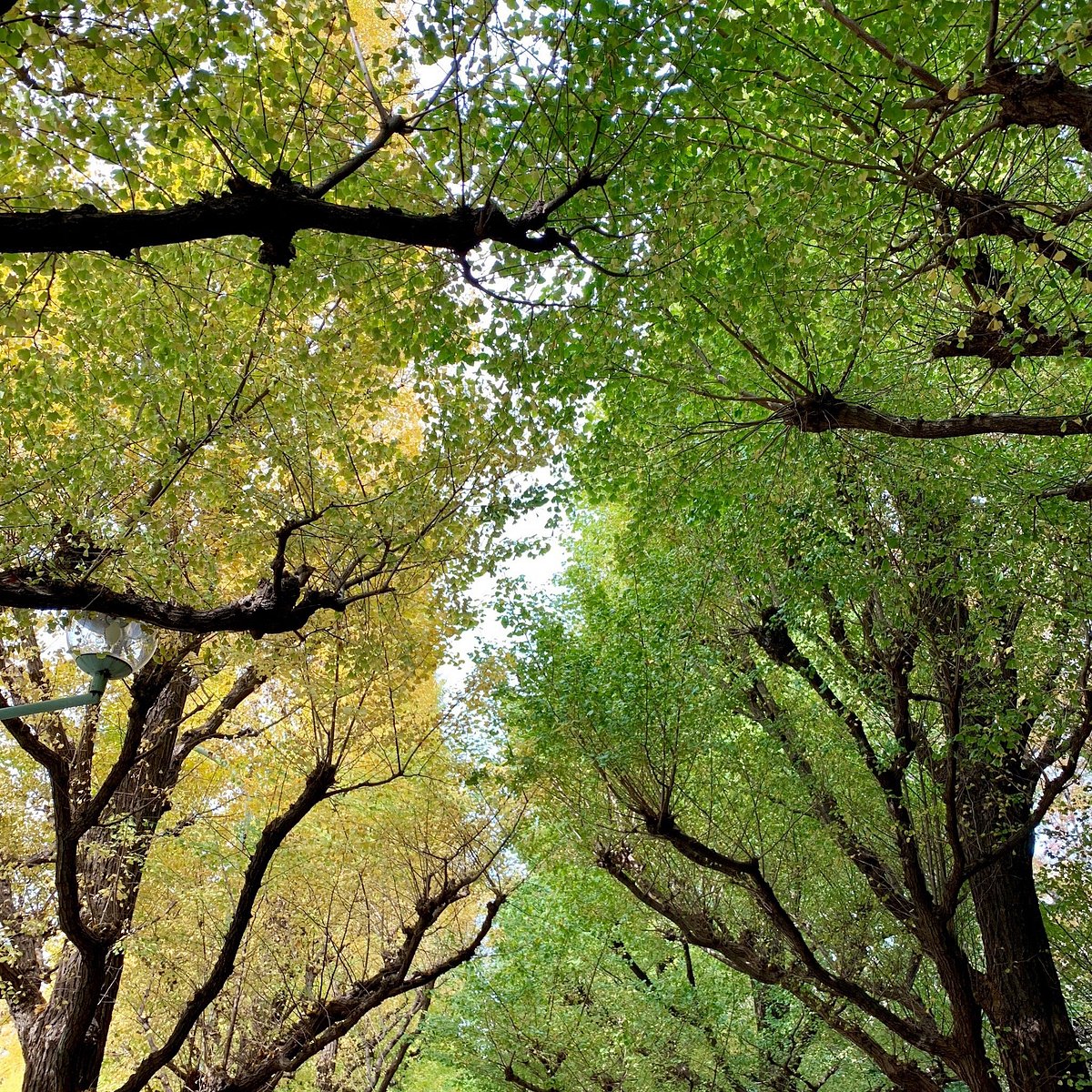 明治神宮外苑いちょう並木のアクセス・営業時間・周辺スポット - 日本の観光メディアMATCHA