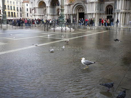 水没の都で泳いじゃう？ 冠水続くサンマルコ広場 写真12枚 国際ニュース：AFPBB News