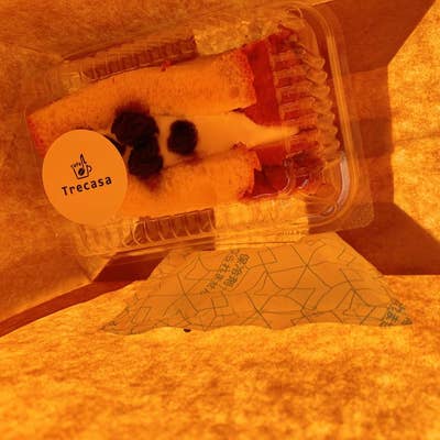 東広島の酒蔵通りにある隠れ家古民家カフェcafe Trecasa ｶﾌｪ