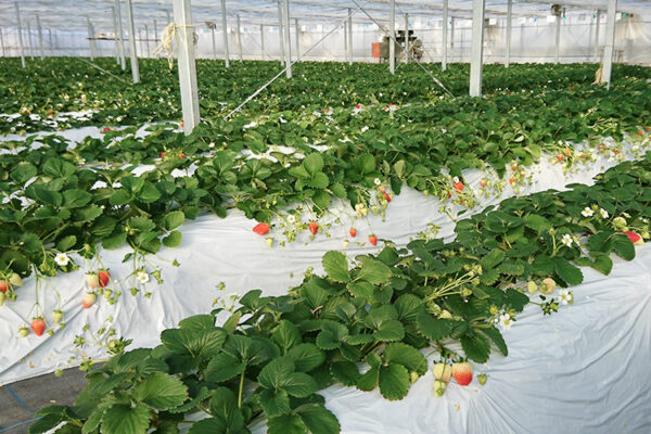 交通アクセス滋賀農業公園ブルーメの丘 公式 -大人も子供も楽しめるアウトドア・アクティビティ