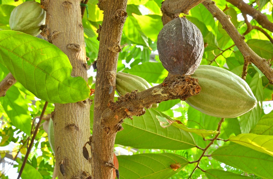 三角州で稲作が行われる理由旅と地理