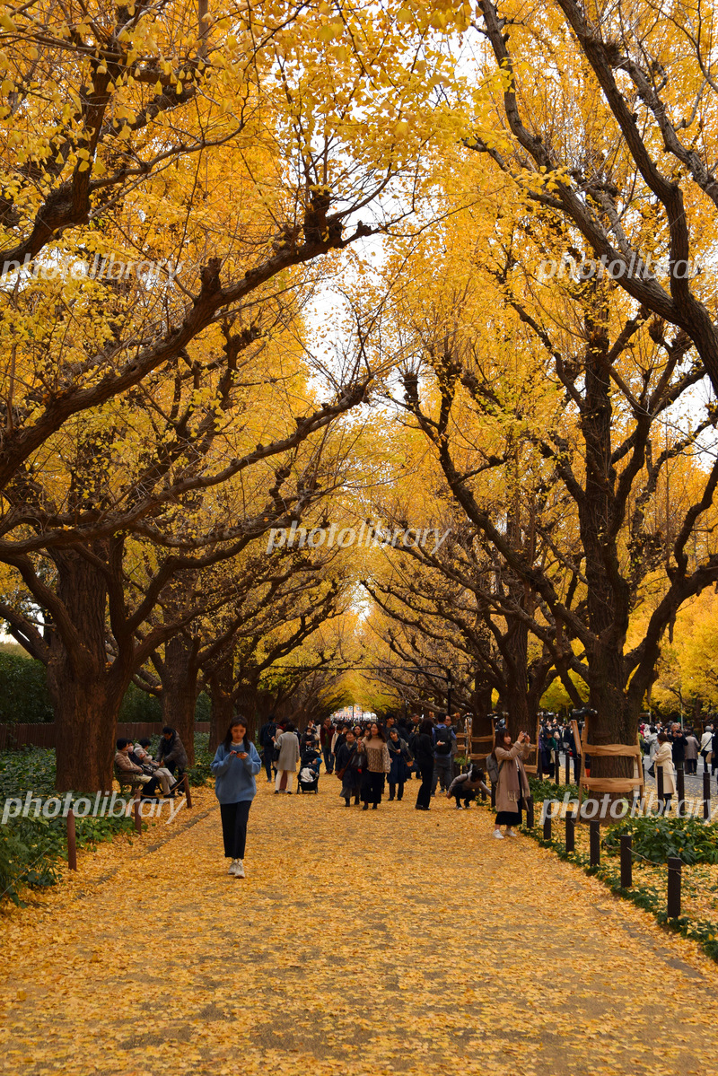 都心の銀杏並木4選。神宮外苑、東大、浜町公園、光が丘公園 - お出かけいく