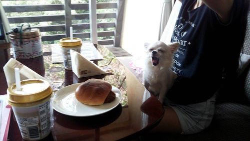 伊豆高原ビールうまいもん処！ 今日のワンコ！伊豆高原ビールうまいもん処伊豆高原ビール 伊豆旅行伊豆グルメ 伊東温泉 伊東市観光伊東レストラン