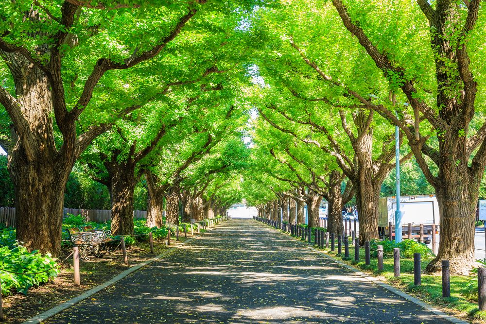 2025年最新 外苑前の銀杏並木 いちょう並木 の紅葉情報を紹介！aumo