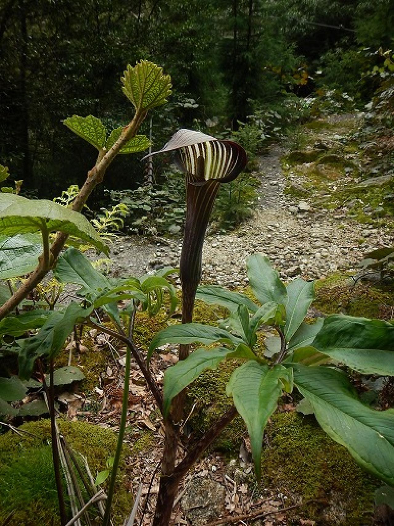 Sunny Spot 天気・気象情報サイト!TOPICS