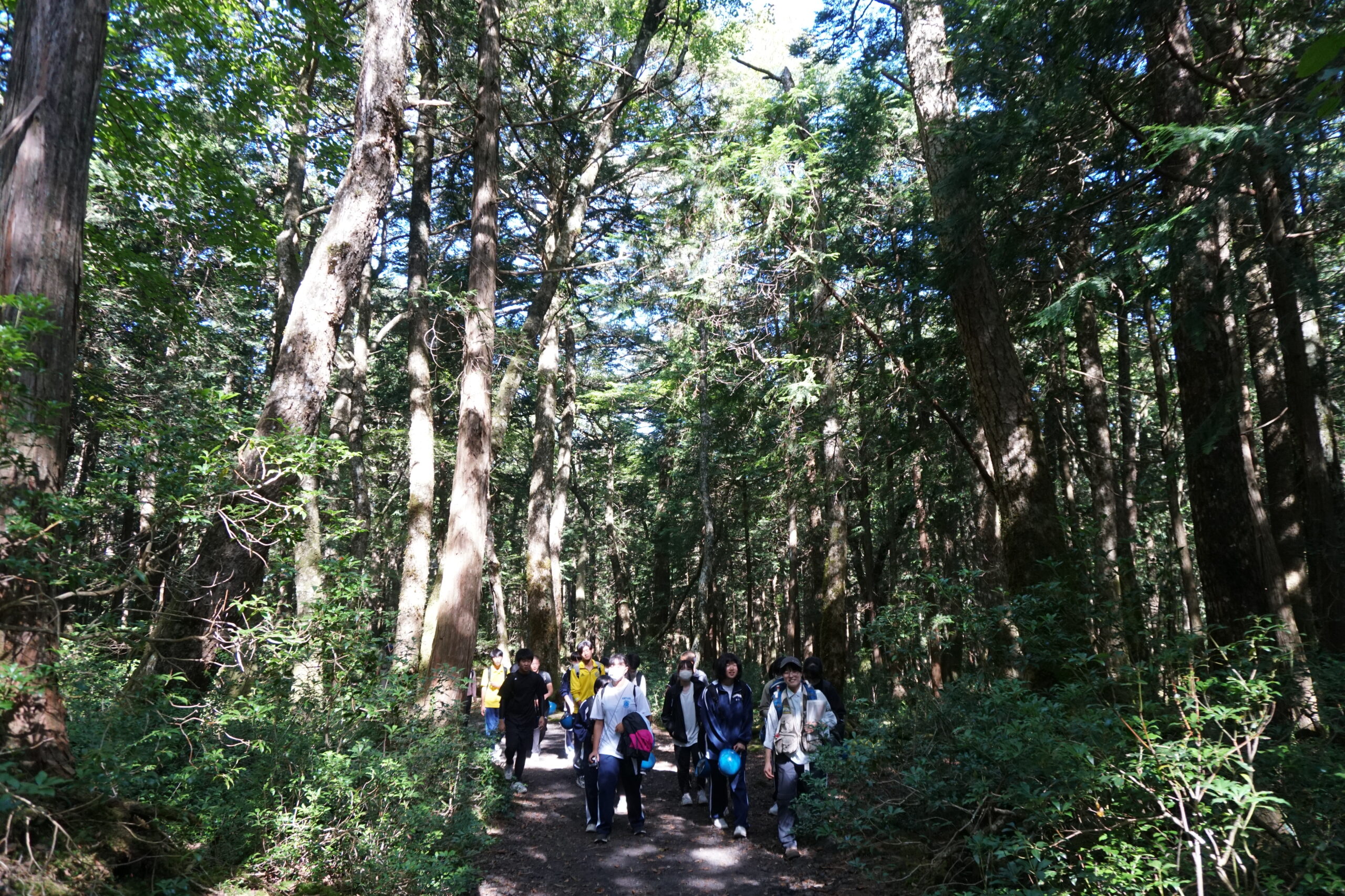 青木ヶ原樹海の歴史と成り立ち～富士山の有史以来最大の噴火が生み出した！ 2枚目の画像