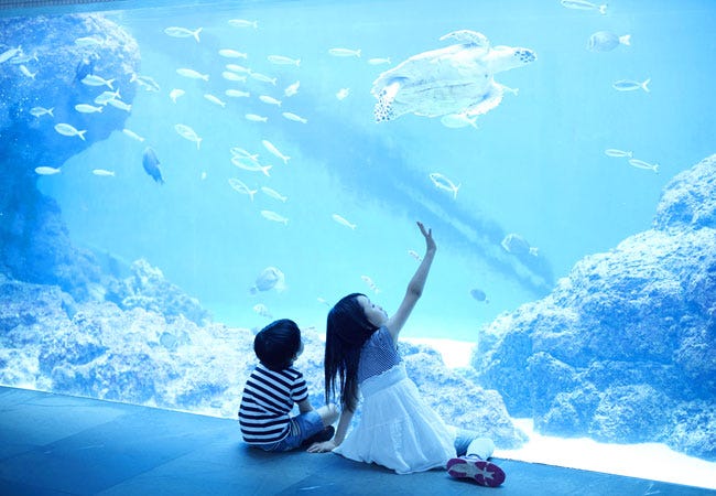 一度は訪れたい！新潟・夏の絶景お出かけスポットおすすめ15選の写真11街ニュース新潟の街ニュース＆ローカル情報 KomachiWeb こまちウェブ