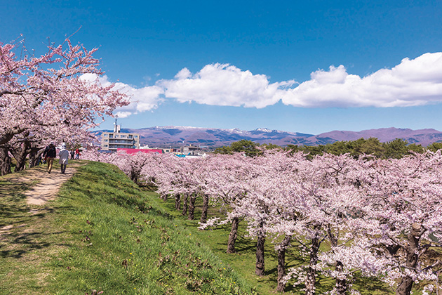 杖・車椅子旅行ツアー 函館 日本桜百選：五稜郭さくらまつり心の翼バリアフリーツア