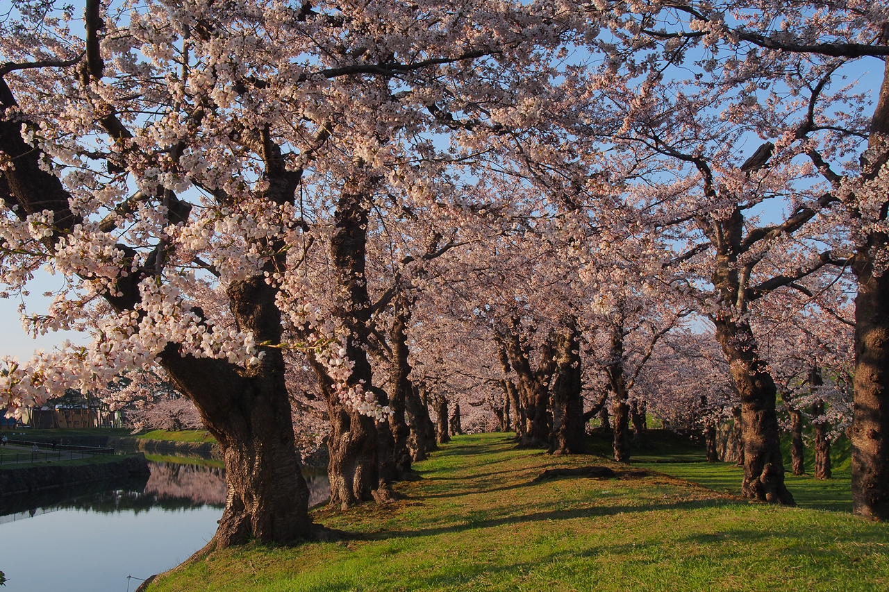 函館公園夜桜花見電飾北海道観光ぐうたび北海道
