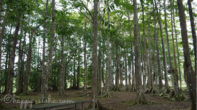 冬のハワイ、カウアイ島〜ヒンデゥー寺院、オーガニックファーマーズマーケットDance Miracles