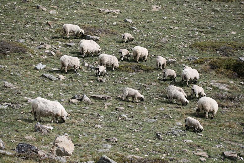 日本初です‼ 世界いち可愛い羊の赤ちゃんが3頭、生まれました！ 日本に数頭しかいないスイス原産のヴァレーブラックノーズシープ、ぜひ会いに来てね。株式会社メリーデイズのプレスリリース