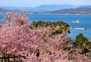 瀬戸内海を背景に咲き誇る河津桜上関城山歴史公園山口県全国の花風景「日本全国の花風景検索サイト はなまっぷ 季節ごとの開花情報やハッシュタグを使った写真投稿も」