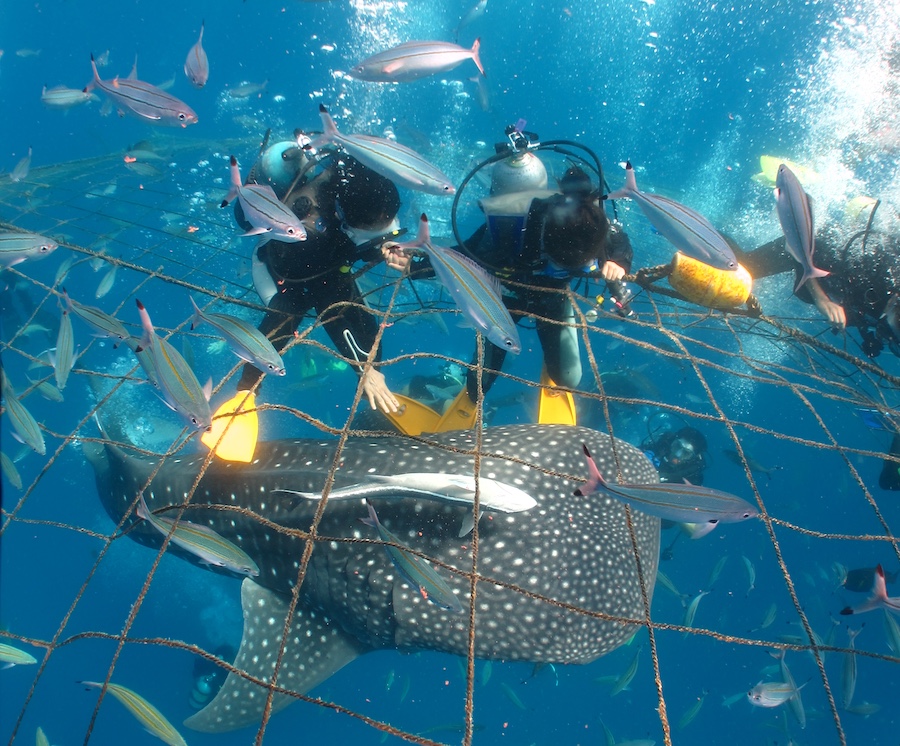 ジンベエザメとシュノーケル ジンベエザメツアー歴20年の老舗ショップだからできる安心安全ツアーアクティビティジャパン