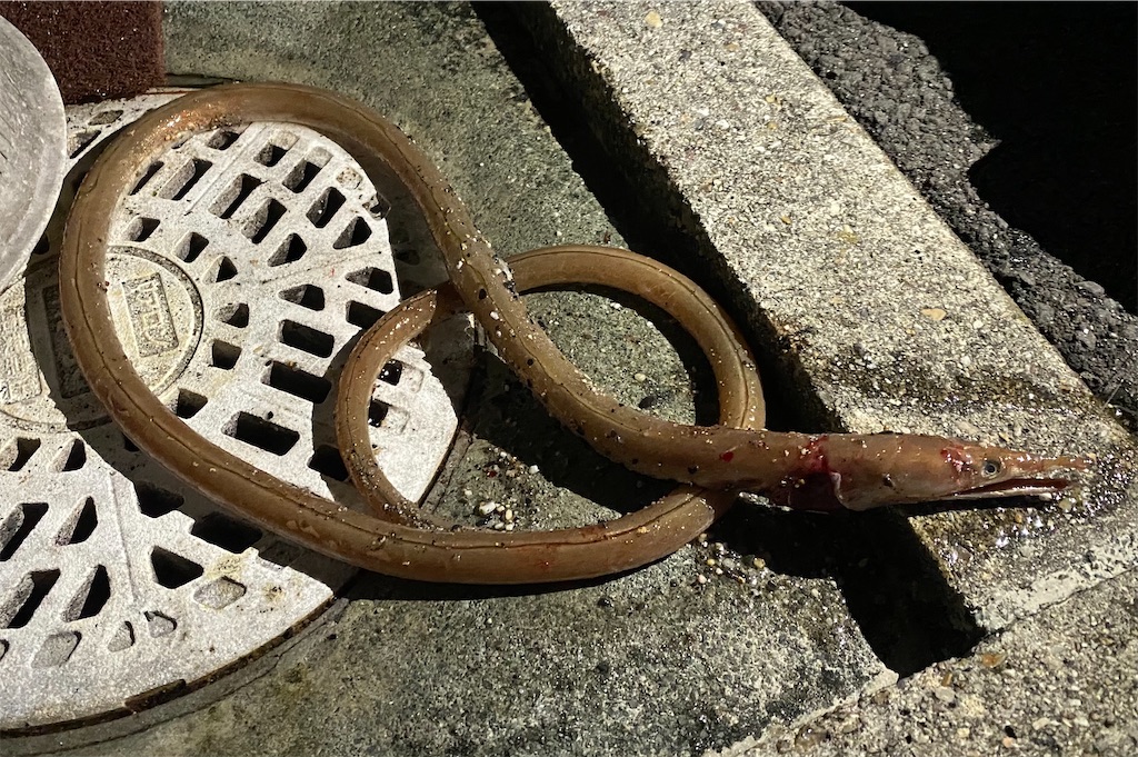 釣り 愛知県 知多郡 豊浜海釣り公園 桟橋