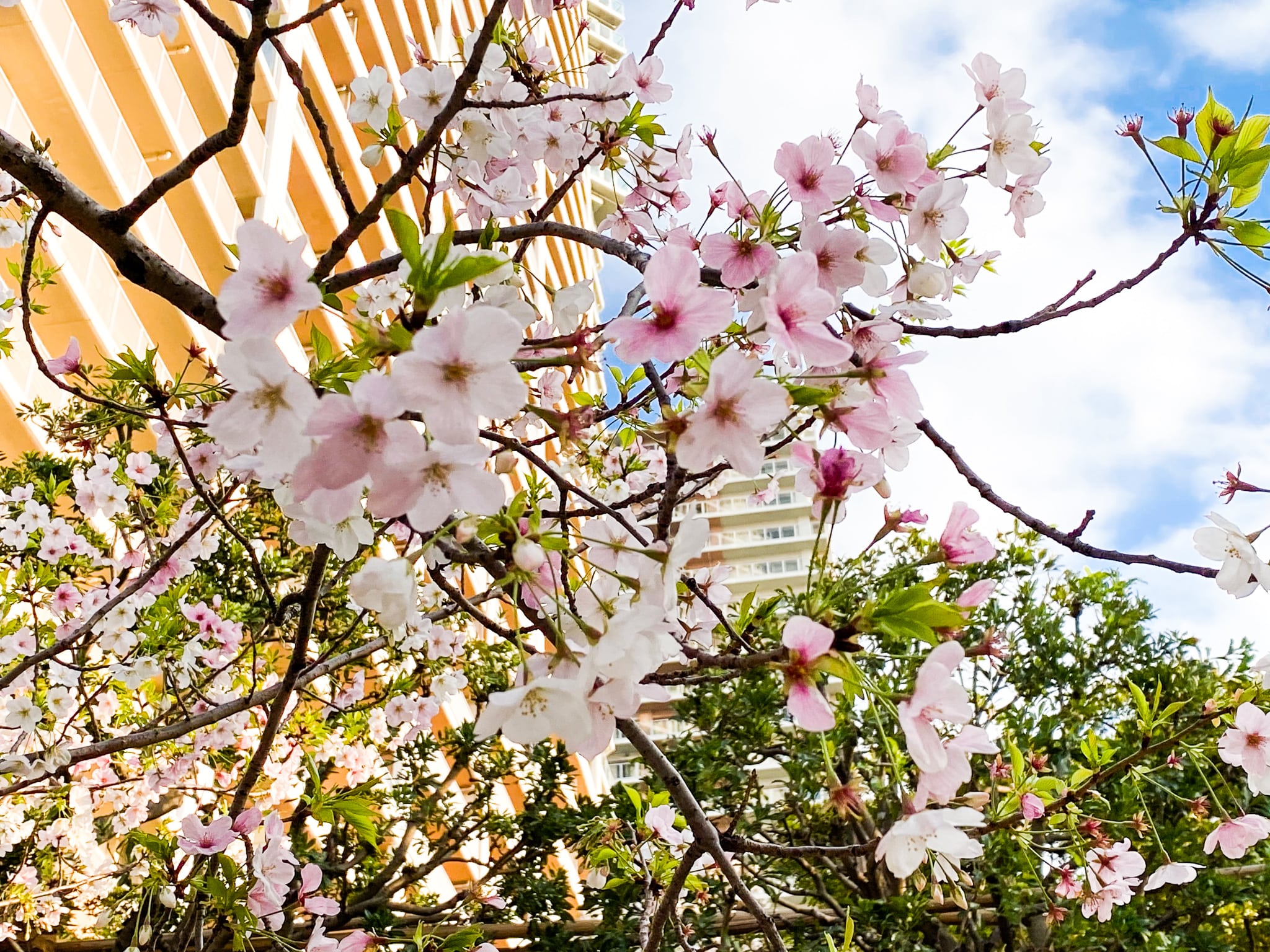 豊洲公園ロケ地検索KOTOフィルムコミッション