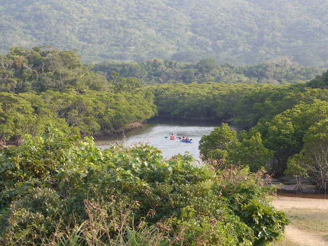 マングローブ林で南国情緒あふれるカヤックフィッシングを満喫 西表島2020年4月24日- エキサイトニュース
