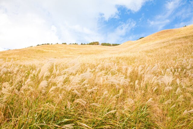 2023年 関西のおすすめススキ名所7選黄金の海を見に行こう！ニシタビ