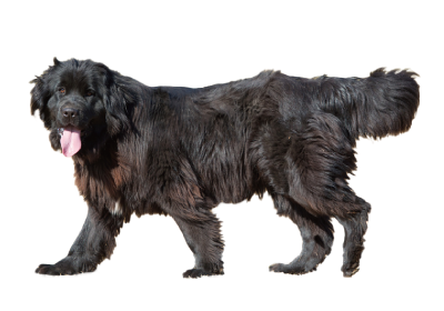 ニューファンドランドの魅力と特徴について犬のことなら