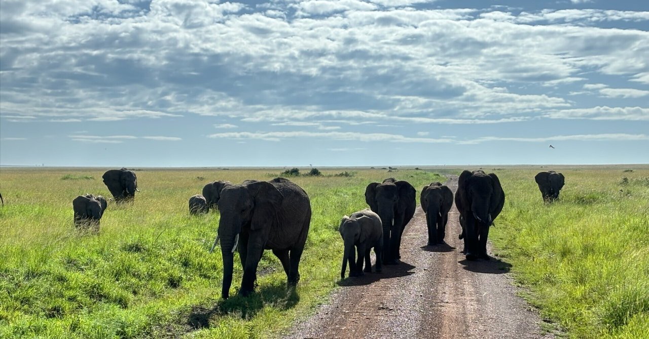 野生動物の宝庫アフリカ「ケニア」‼絶対訪れてほしいオススメ観光スポット5選