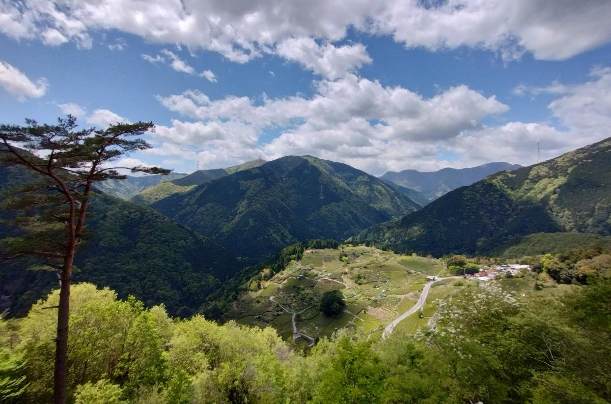 岐阜のマチュピチュ！？天空の茶畑 上ヶ流茶園