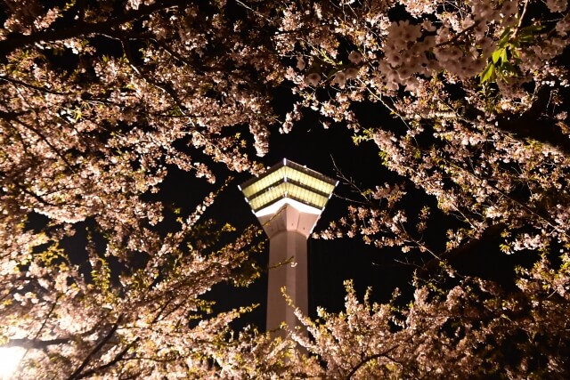 函館五稜郭タワーから見た満開の桜の写真を徹底紹介！北海道の五稜郭公園サクラ観光情報ラグジュアリーライフ