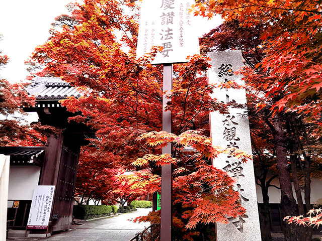 永観堂 禅林寺の紅葉 京都府紅葉名所2025