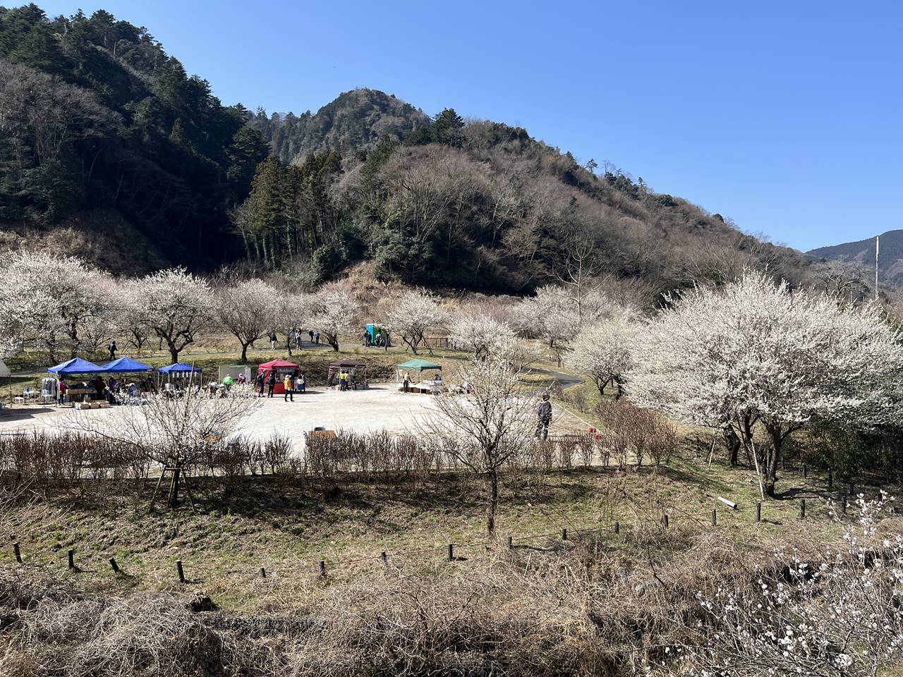 関東－南部 高尾山・幕山好日山荘スタッフがオススメする春の花の山！好日山荘マガジン