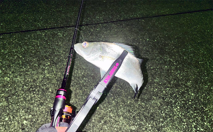 ナイトエギングでアオリイカ7尾をキャッチ 熊本・天草西海岸 常夜灯周りをサイトで攻略TSURINEWS