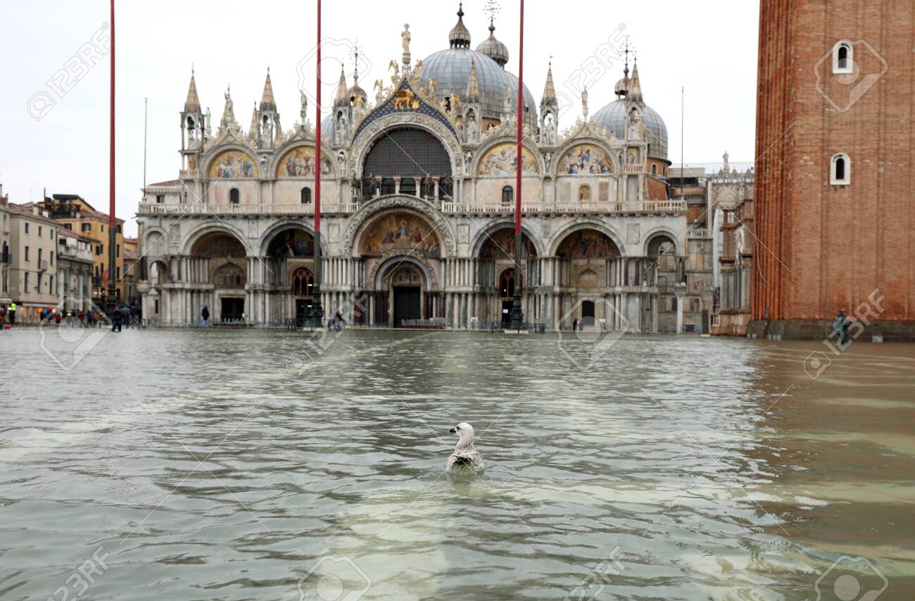 洪水時のイタリアのヴェネツィアの水没した広場にあるサンマルコ寺院と水面に浮かぶカモメの写真素材・画像素材 Image 149094823