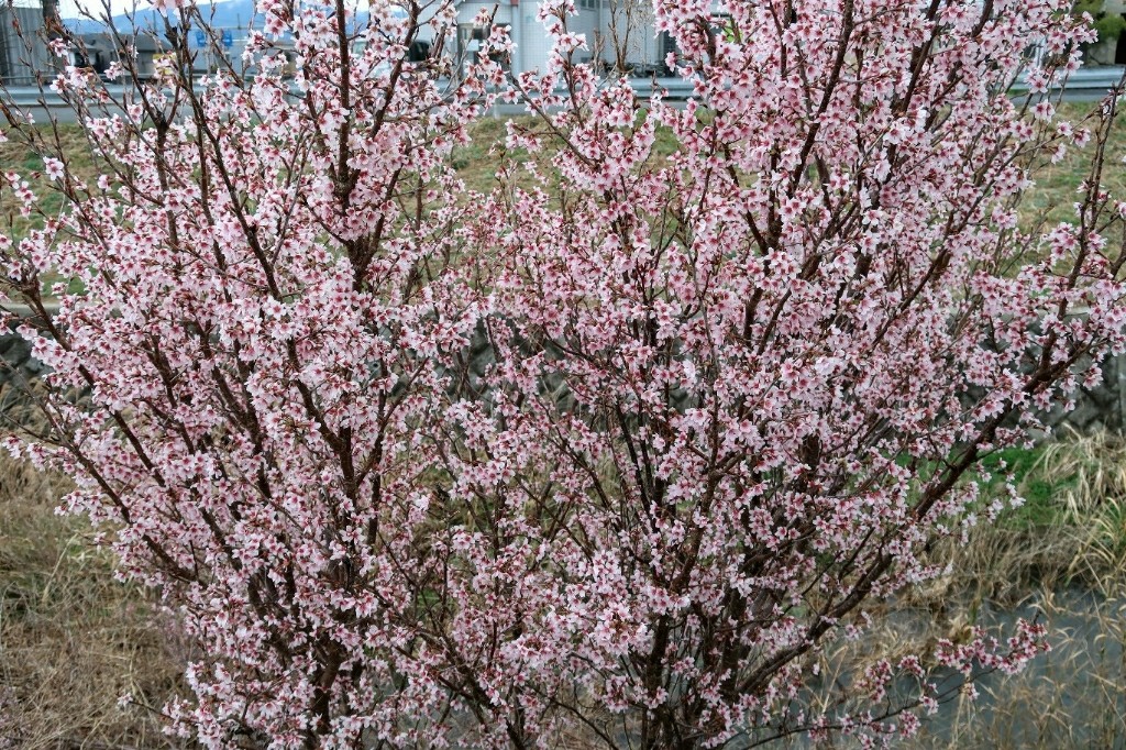 関西で早咲きの河津桜を堪能しよう！人気の河津桜スポットを紹介！ - ハルパズログ