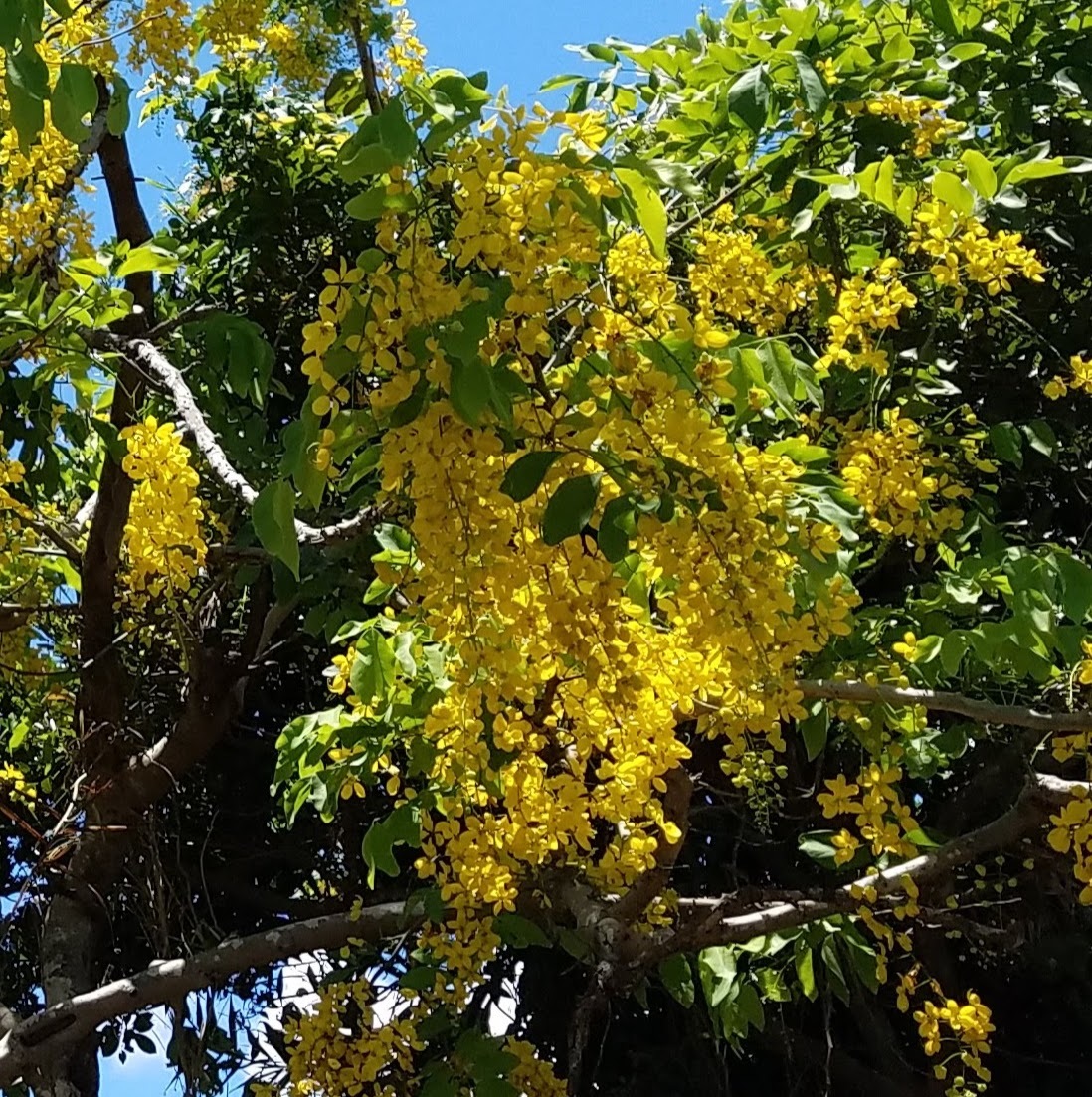 ナンバンサイカチ園芸植物小百科育て方花の写真