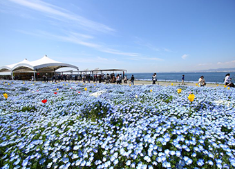100万株のネモフィラ祭り！大阪まいしまシーサイドパークでの見頃・チケット・ランチなどの観光情報まとめ