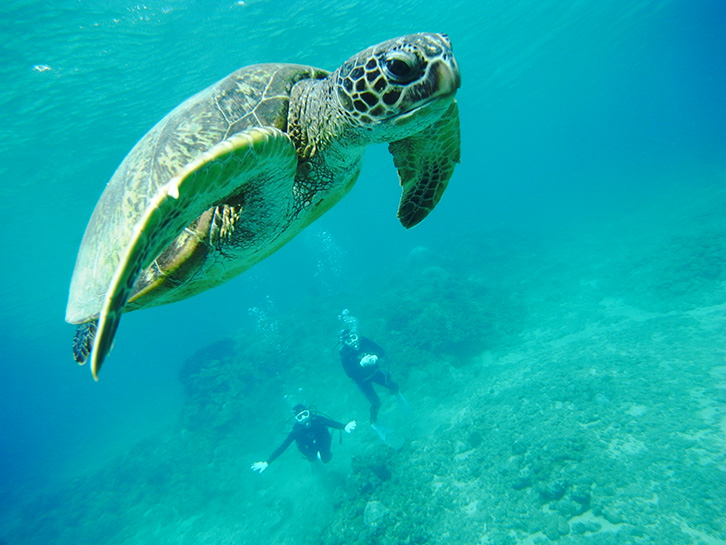 沖縄より綺麗な海も！奄美大島でおすすめな海・ビーチ15選トリッパ