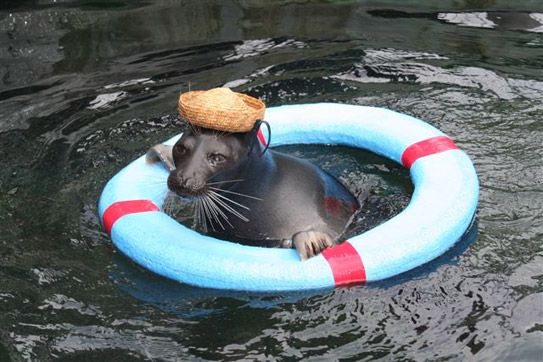 日本でいちばん高いところにある水族館！』 箱根園子供とお出かけ情報「いこーよ」