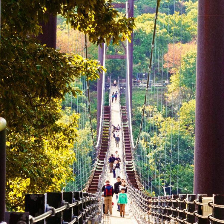 星のブランコ 吊り橋 府民の森ほしだ園地 大阪府交野市の写真素材100580927-