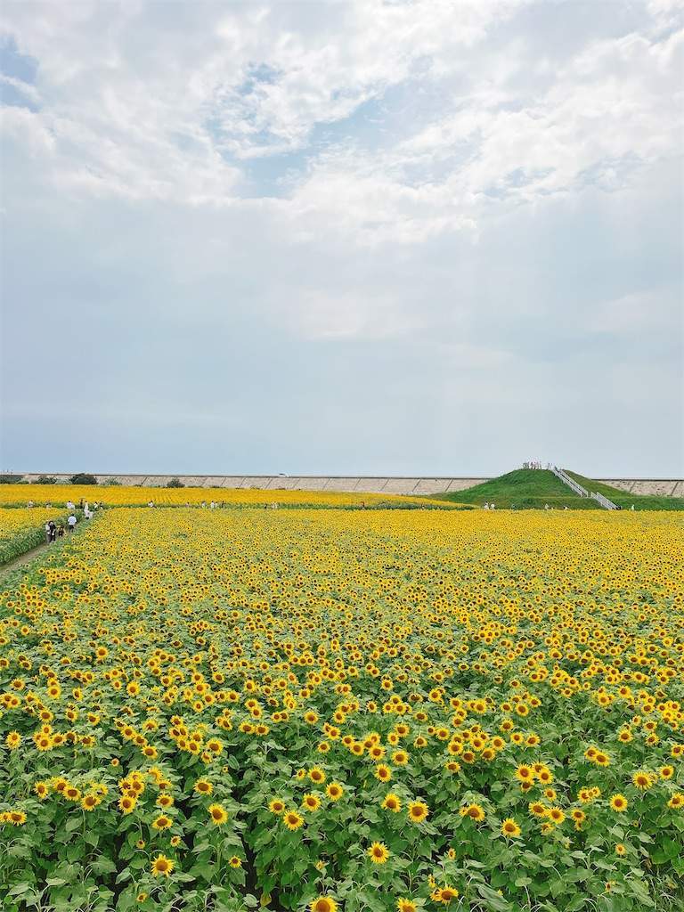 柳川ひまわり園では1人10本までひまわりをお持ち帰りできます！ - よかばんも柳川