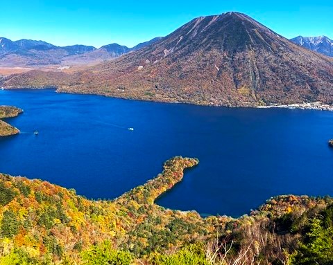 栃木県の巨木 日光中禅寺湖・八丁出島のブナ