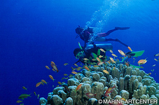 エジプトのダハブでダイビングライセンスを取得したい！ダハブ唯一の日本人インストラクターけんじさんにみっちり教えて貰いました！オープンウォーター編 ScubaZone Dahab- YouTube