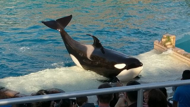 Amazon.co.jp: サンディエゴ郡地図 -