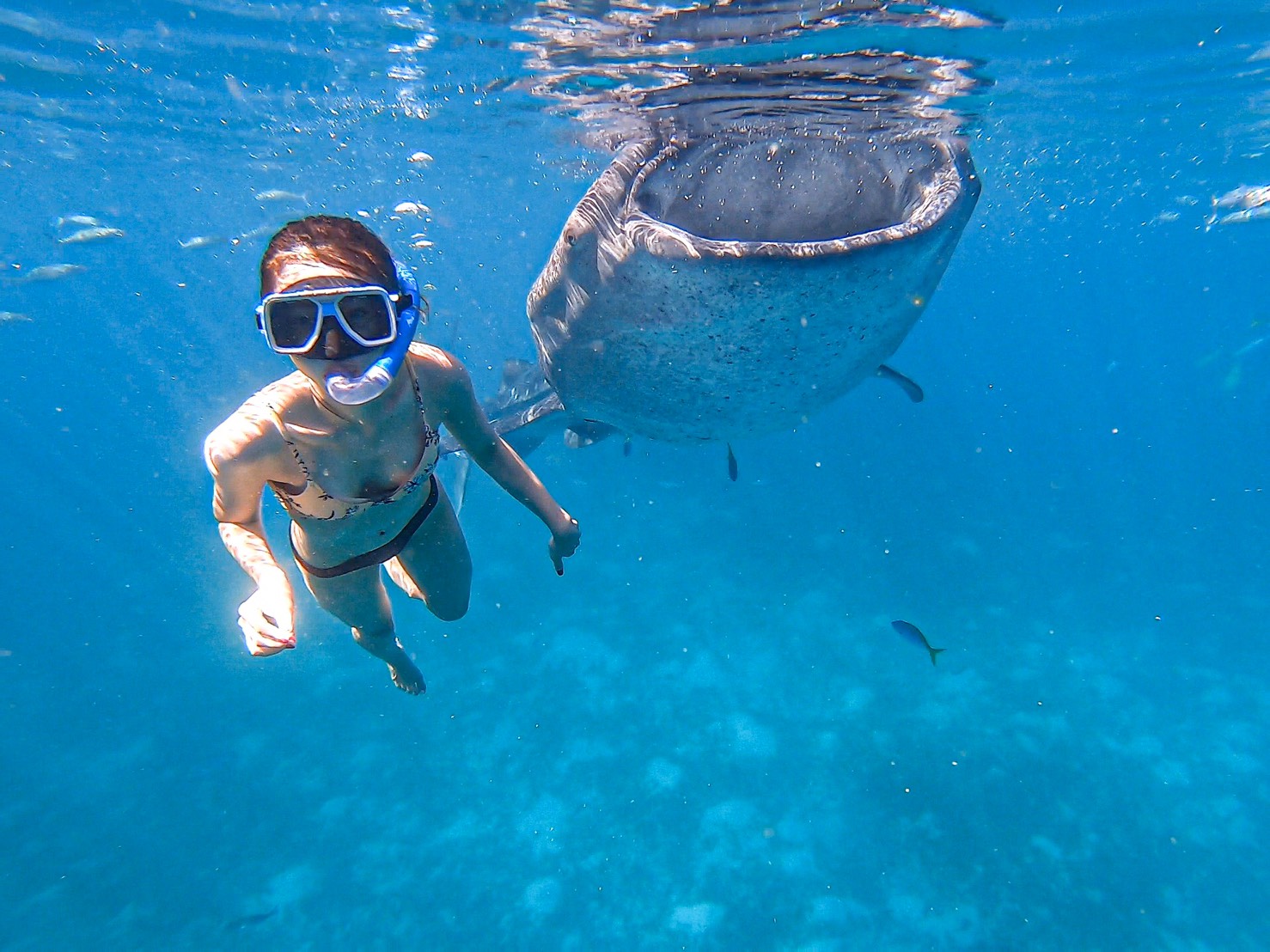 沖縄でジンベエザメと一緒に泳ぐ体験ダイビング・シュノーケル沖縄の遊び☆沖縄口コミ！体験ツア