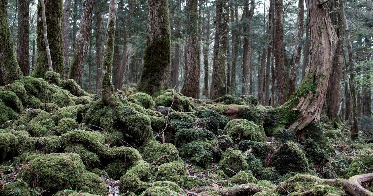 青木ヶ原樹海 クチコミ・アクセス・周辺情報富士五湖 - フォートラベル