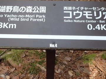 西湖コウモリ穴