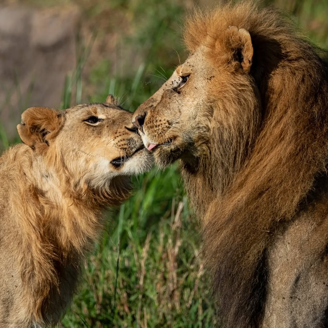 ナイロビ国立公園：送迎付き半日グループツアー in Kenya