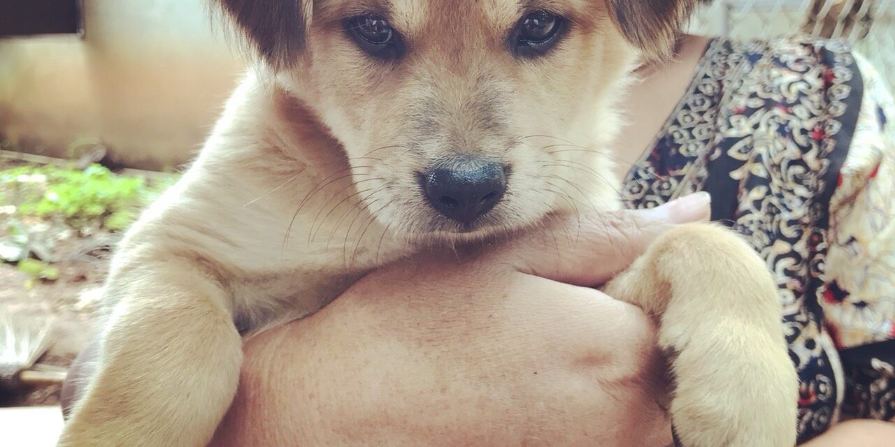 バンコク - Wikipedia