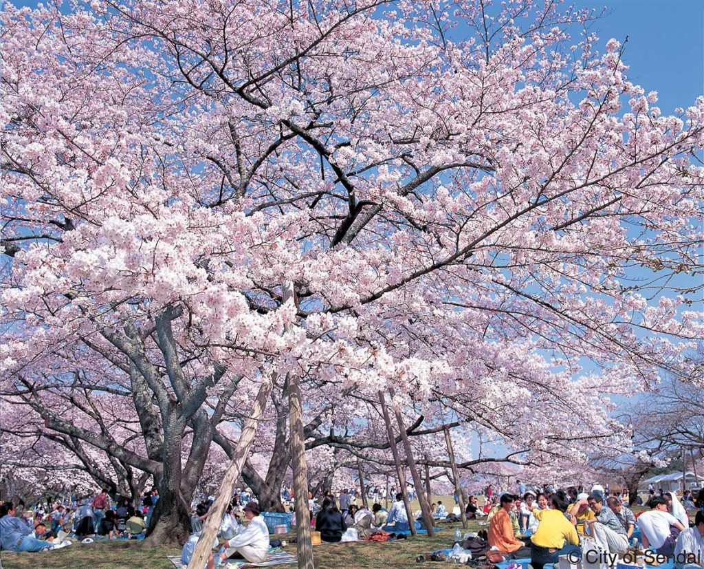 圧巻の光景！桜と鉄道のコラボレーションが楽しめる東北の絶景5選 - LIVE