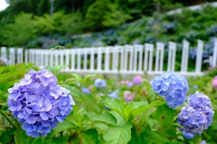 済渡寺にいみフィルムコミッション新見市観光協会 新発見のまち！ にいみ